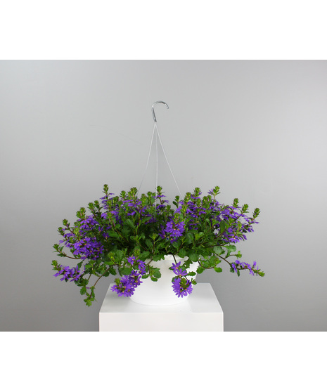 Scaevola Hanging Basket