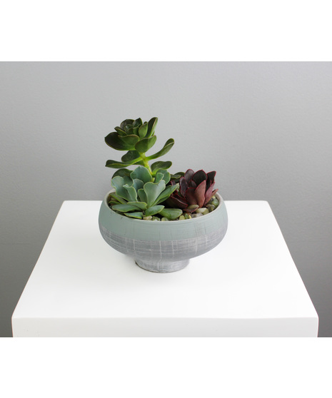 Chic Succulent Garden - Small Ceramic Pot