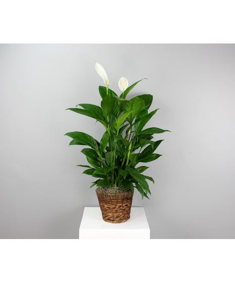 This Elegant Spathiphyllum is a timeless symbol of tranquility and renewal.