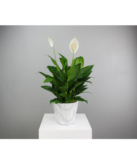 Zen Lily - Spathiphyllum in a Ceramic Pot 6