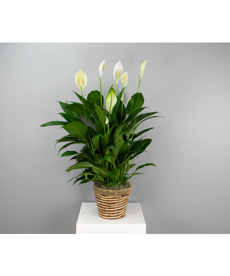 This Elegant Spathiphyllum is a timeless symbol of tranquility and renewal.