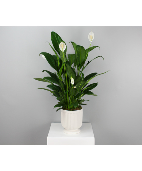 Zen Lily - Spathiphyllum in a Ceramic Pot 6