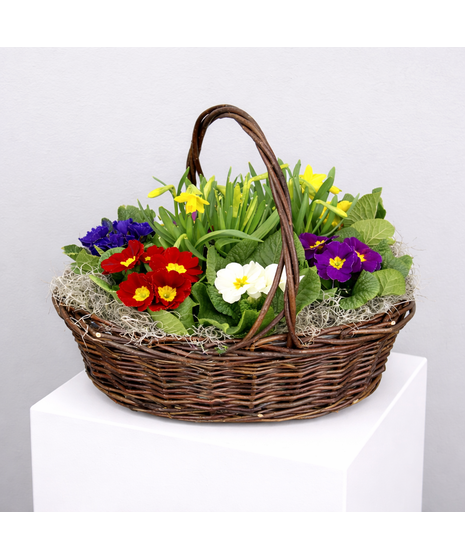 Sunny Garden Basket - 6 Primroses in a Basket with a Tete-a-tete