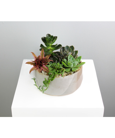 Sienna Succulents - Small Ceramic Pot