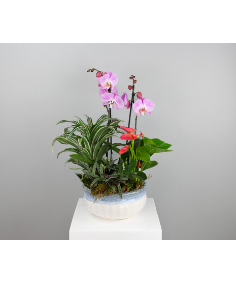 Bring a lush escape into any space with the Tropical Oasis Dish Garden, a vibrant mix of tropical beauty and texture.