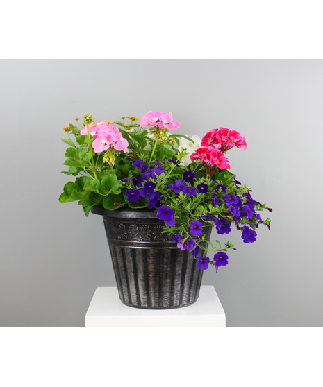 Combo Tub of  Annuals