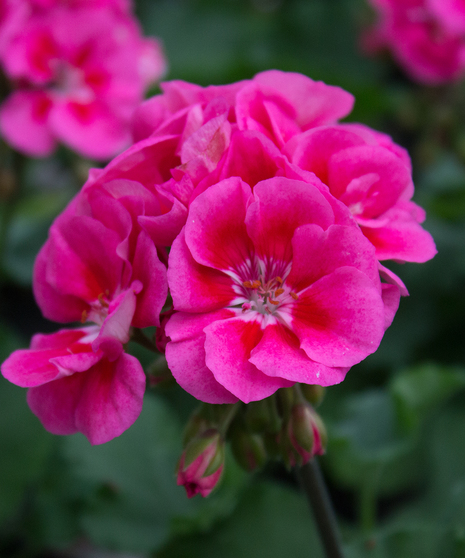 A vibrant hot pink geranium with dark green foliage.