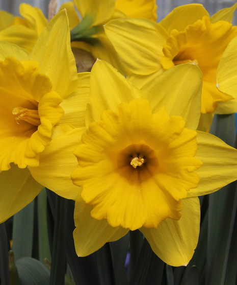 Gorgeous early spring blooming daffodil plants!