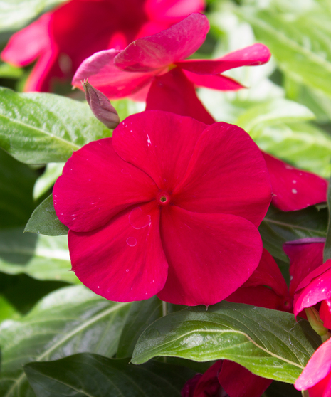 Vinca Titan™ Red