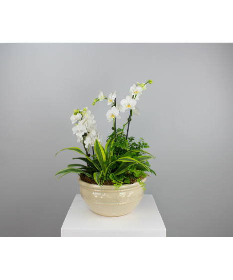 Bring a lush escape into any space with the Tropical Oasis Dish Garden, a vibrant mix of tropical beauty and texture.