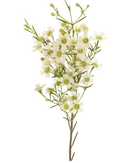 Accent Flowers