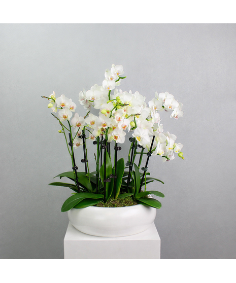 Alabaster Orchids - Orchids in a White Ceramic Pot