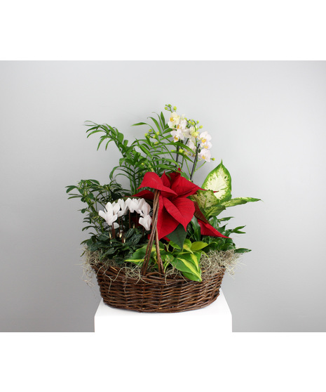 Country Christmas Basket - Green and Blooming Basket
