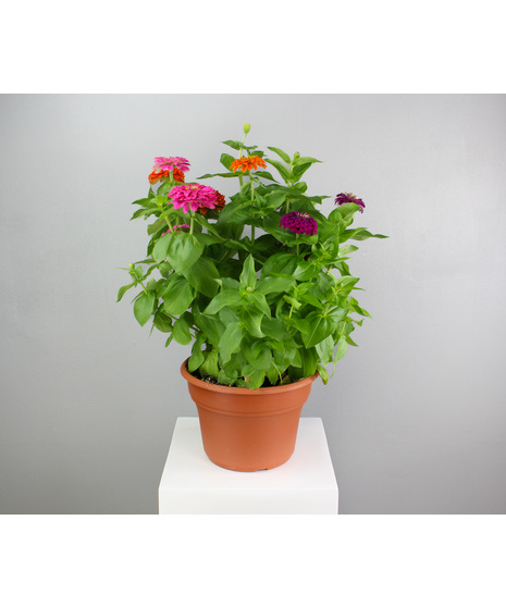 Zinnia Splash - 10