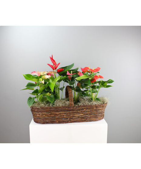 Blooming Plants