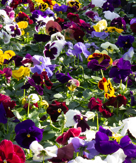 Assorted Pansies