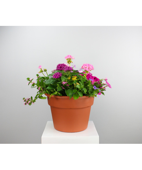 Blooming Plants
