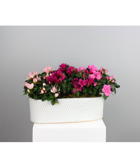 Pink Pearl Azalea is a charming and graceful blooming planter that showcases a delightful blend of soft blush and vibrant pink azalea blossoms.