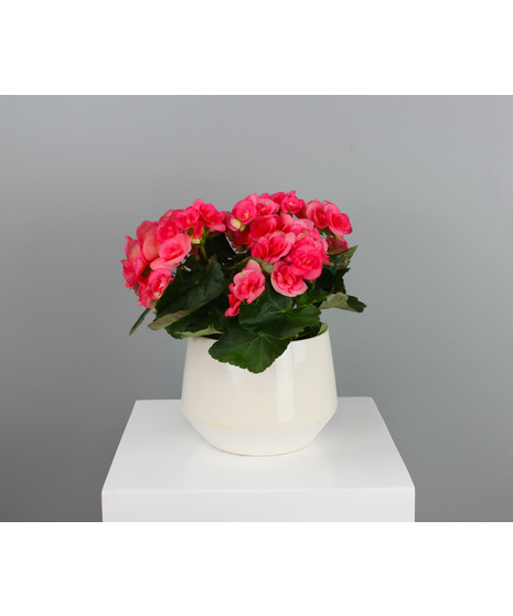 Delicate, cheerful, and full of charm, the Blushing Begonia is a delightful way to brighten any space.