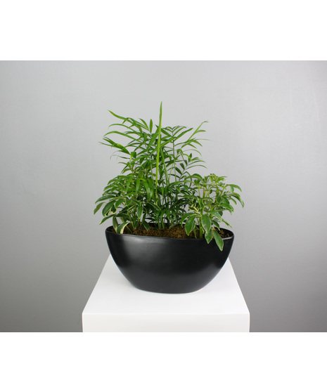 Verdant Noir - Dish Garden