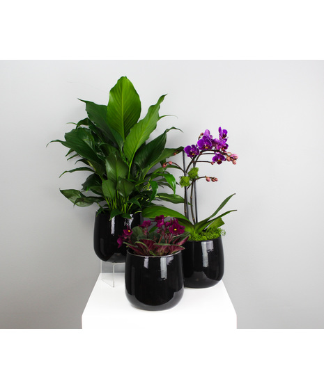 Fresh, balanced, and beautifully curated, the Botanical Trio features a harmonious collection of three beloved plants