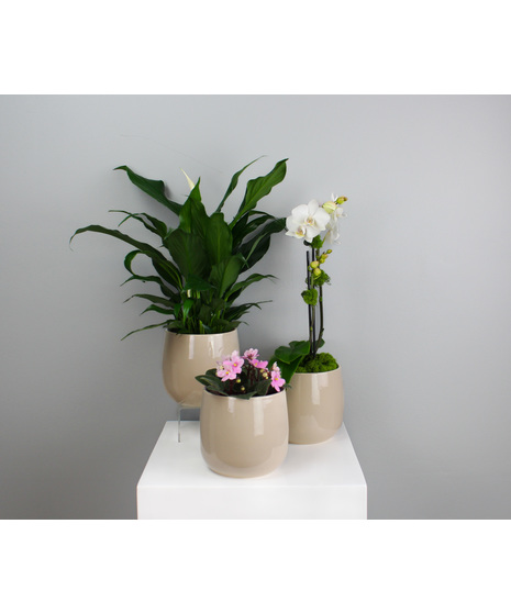 Fresh, balanced, and beautifully curated, the Botanical Trio features a harmonious collection of three beloved plants