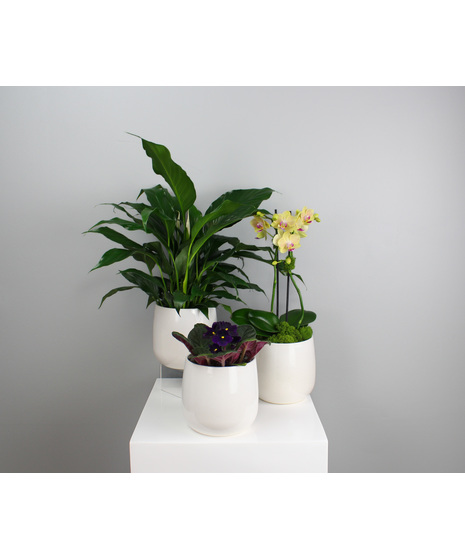 Fresh, balanced, and beautifully curated, the Botanical Trio features a harmonious collection of three beloved plants