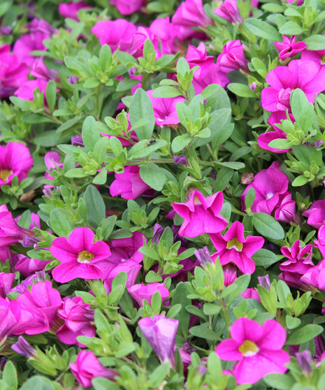 Calibrachoa - Hot Pink - 4.5
