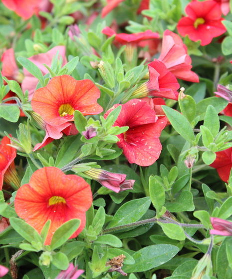 Calibrachoa - Orange - 4.5