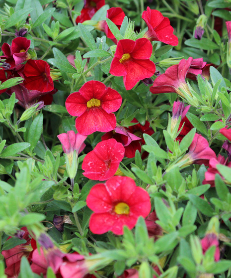 Calibrachoa - Red - 4.5