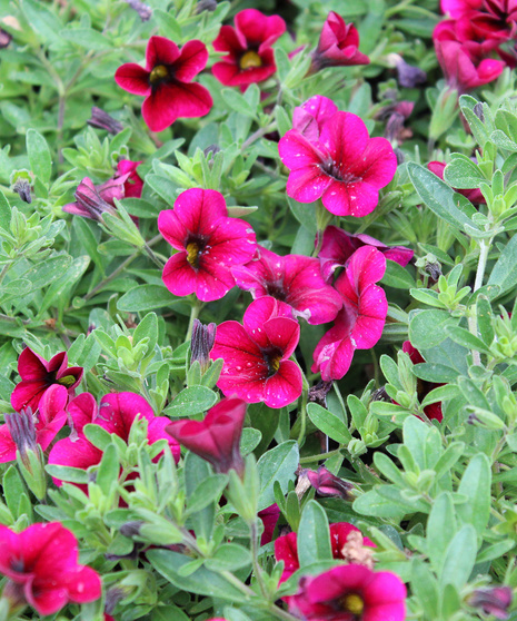 Calibrachoa - Violet - 4.5