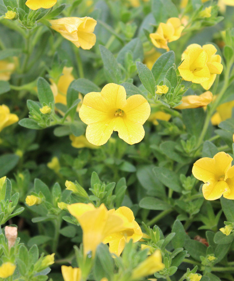 Calibrachoa - Yellow- 4.5