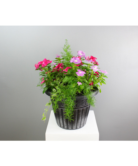 Blooming Plants
