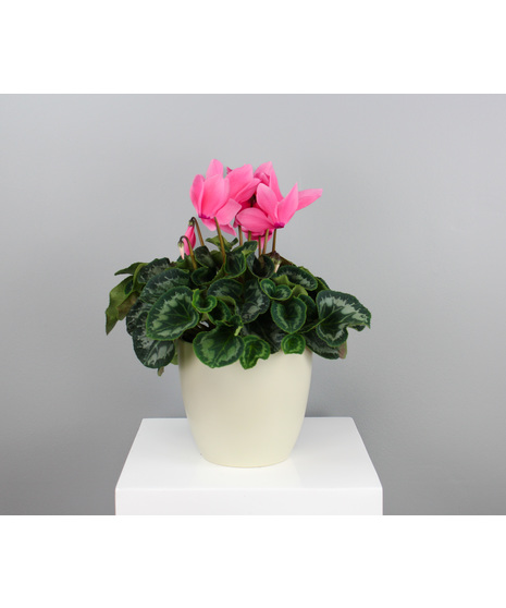 Cyclamen Grace - 6
