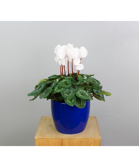The Winter Radiance Cyclamen features a stunning white cyclamen elegantly nestled in a vibrant royal blue pot.