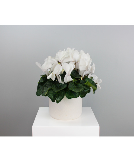 Introduce a touch of elegance to any space with Cyclamen Grace, a beautiful 6