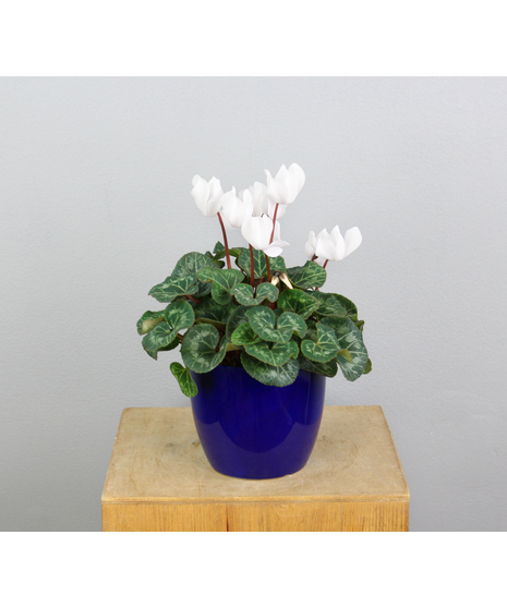 Amazing Cyclamen Pot
