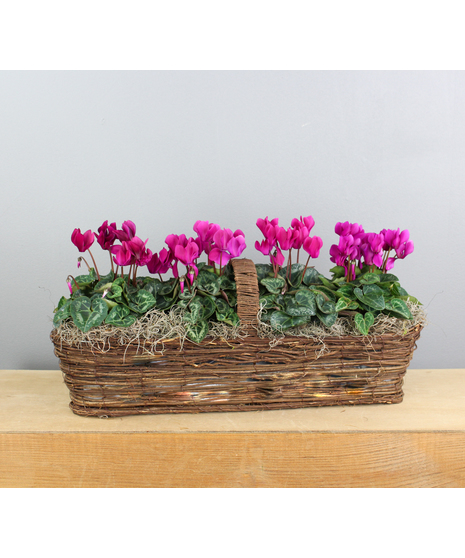 The Cyclamen Serenade is a delightful small canoe basket that captures the enchanting beauty of cyclamen in full bloom.