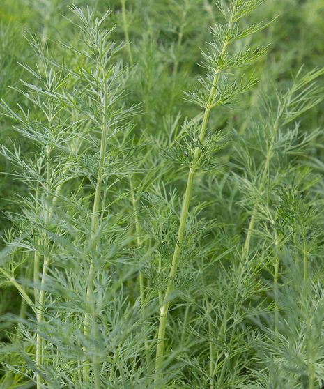 Dill