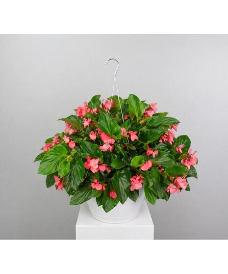 Dragon Wing Begonia Hanging Basket
