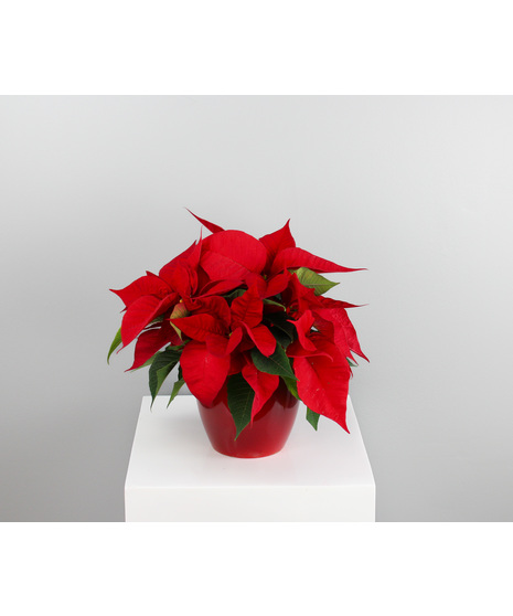 Plants, Wreaths & Evergreens