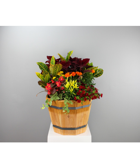 This combo wooden planter is a perfect celebration of fall, featuring a lush mix of seasonal plants that capture the essence of autumn.