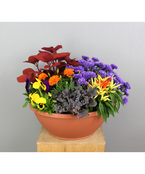 Harvest Hues is a captivating collection of fall plants presented in a classic plastic terracotta bowl. 