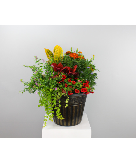 Autumn's Bounty - Combo Planter with Fall Mix
