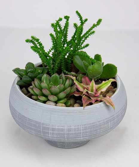 Medium Succulent Garden