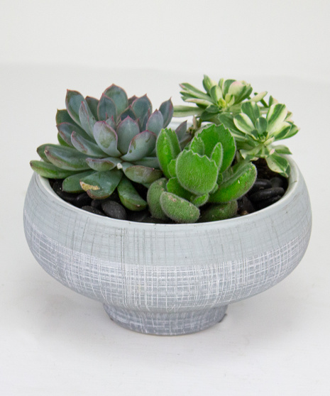 a decorative pedestal ceramic pot with three succulent plants nestled together.