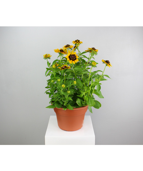 Sunburst Gloriosa Daisies - 10