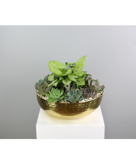 Echeveria Elegance - Large Assorted Succulent Dish Garden