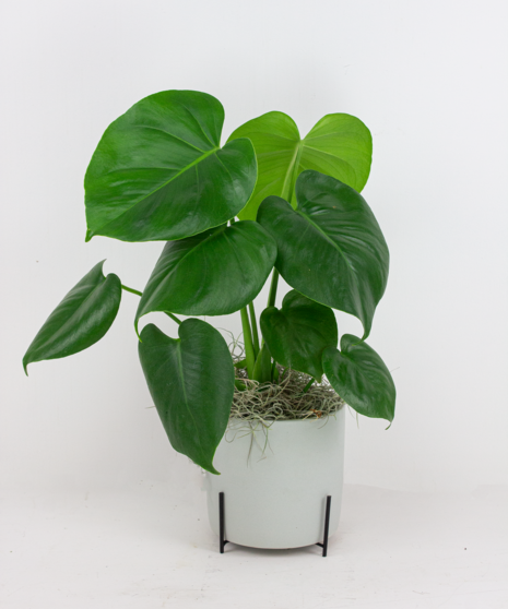 Monstera in a Pastel Pot