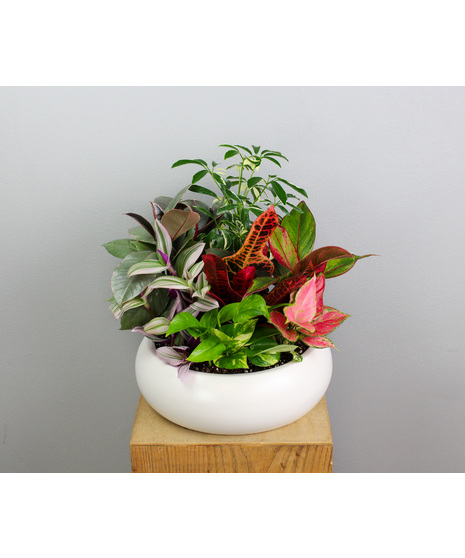Plants